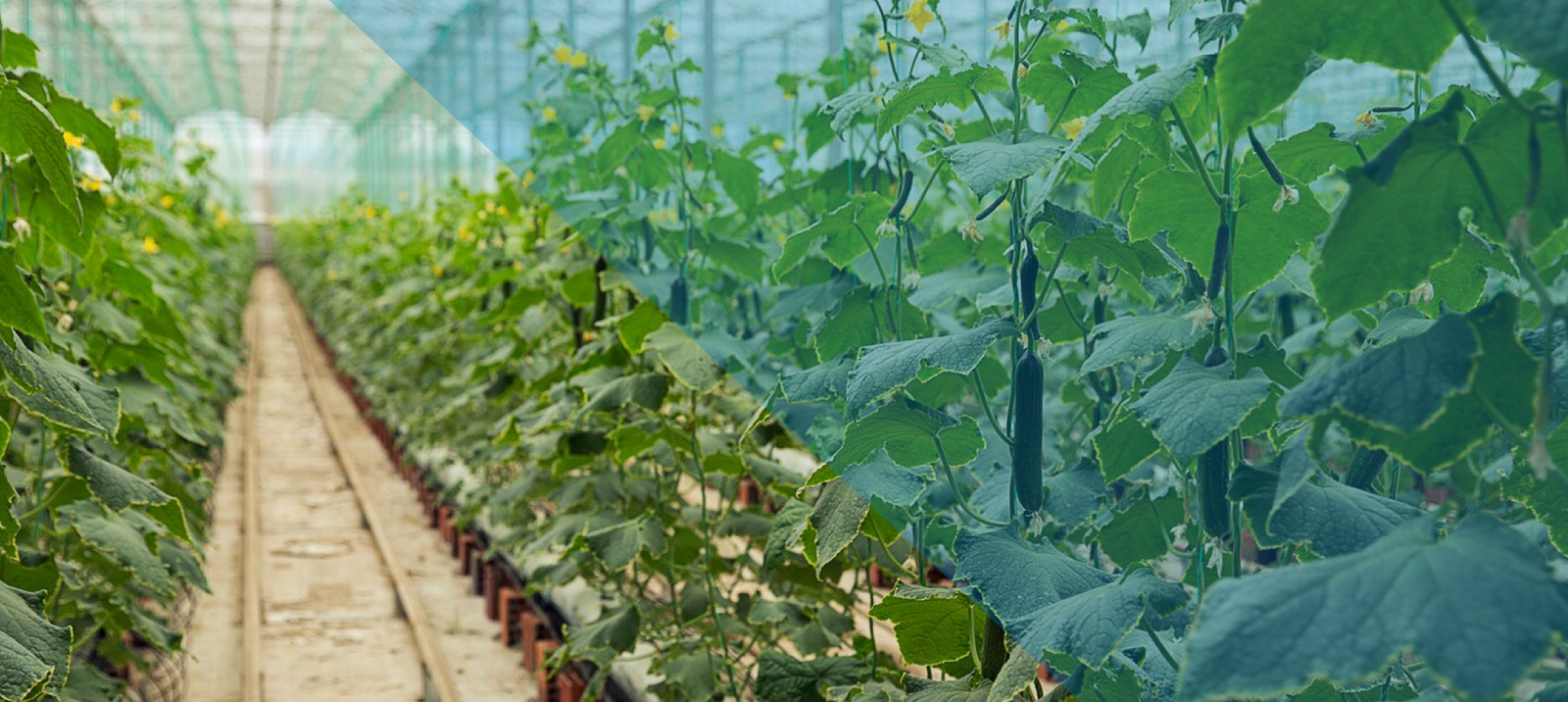 Explore the latest Government schemes and benefits with Sathvaaro (an initiative by Pidilite)